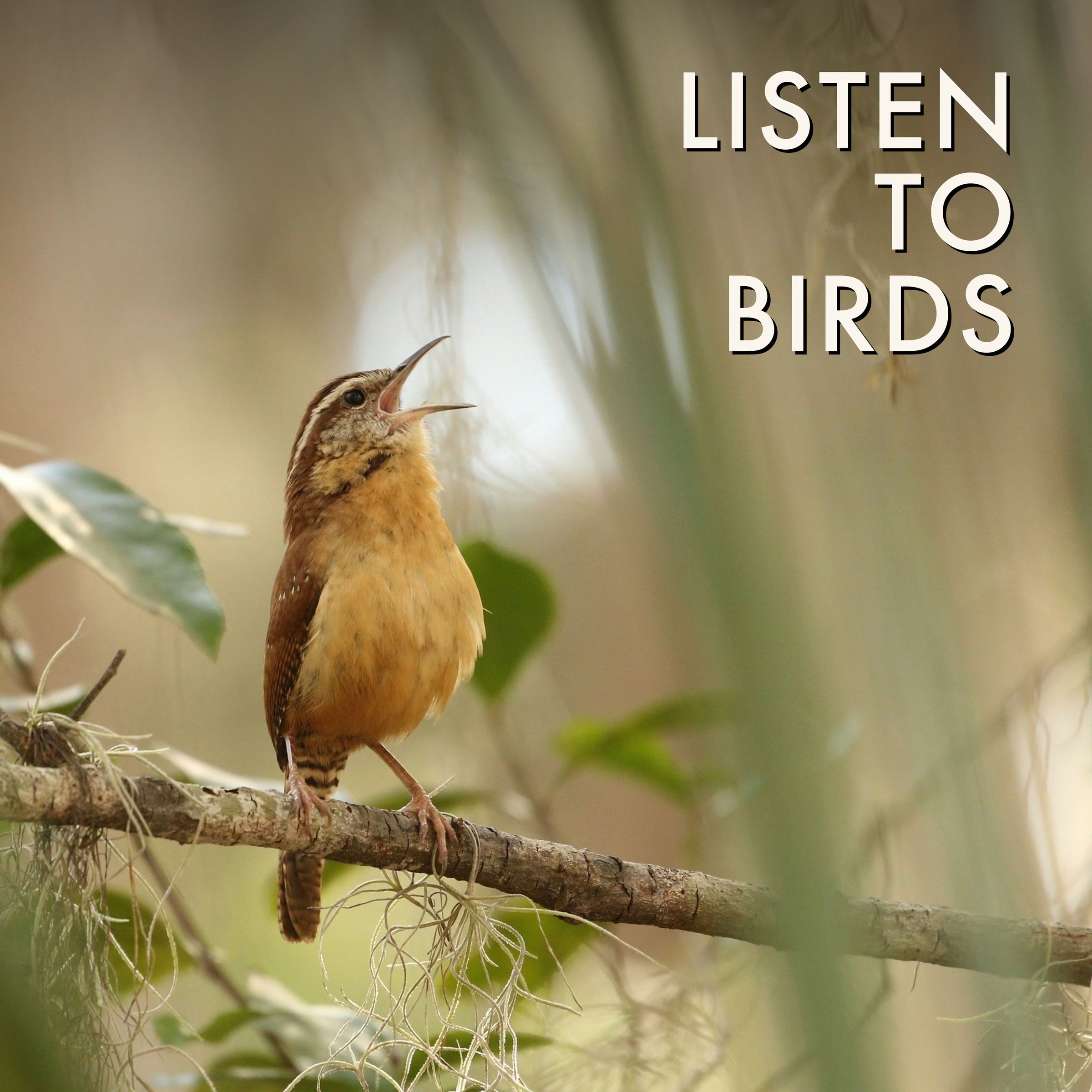 Listen to Birds podcast artwork
